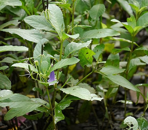 Cracker Plant (Ruellia Tuberosa)