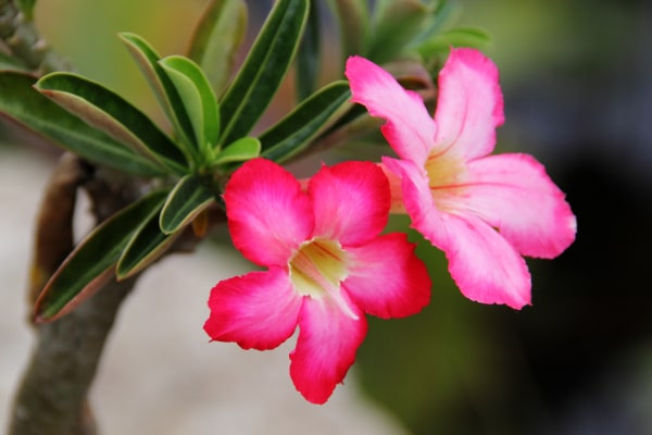 Desert Rose (Adenium obesum)