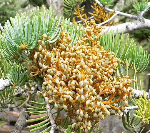 Dwarf Mistletoes (Arceuthobium spp.)