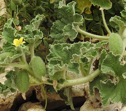 Exploding Cucumber (Ecballium Elaterium)