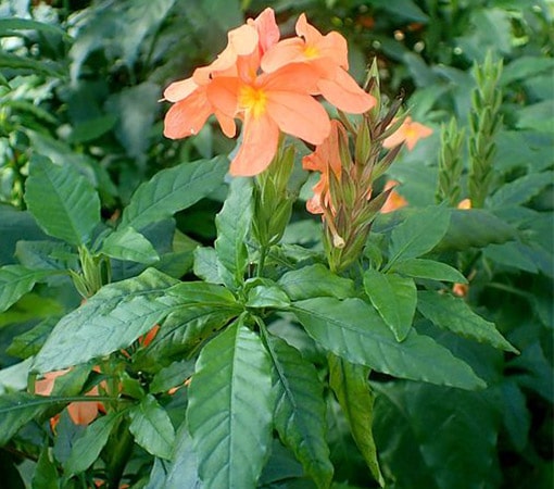 Firecracker Flower (Crossandra infundibuliformis)