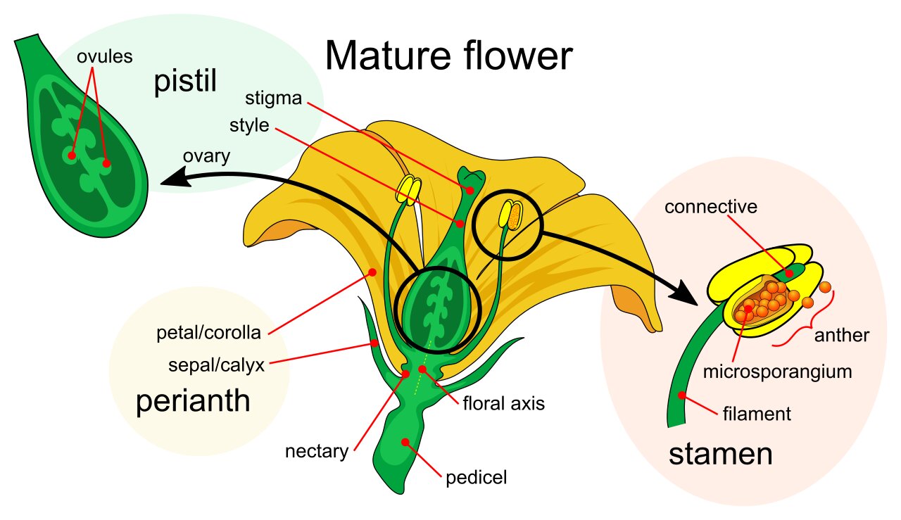 Flower parts diagram