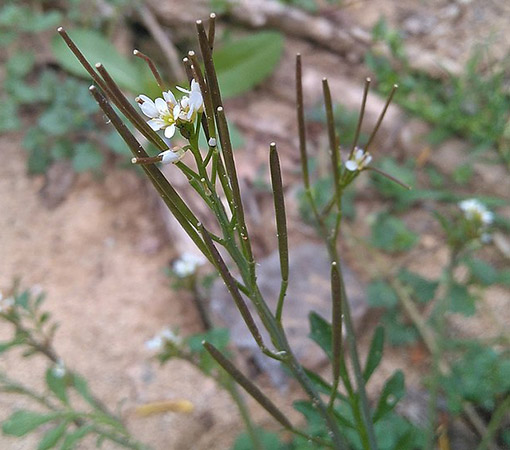 Hairy Bittercress (Cardamine Hirsuta)