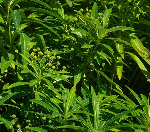 Honey Spurge (Euphorbia Mellifera)