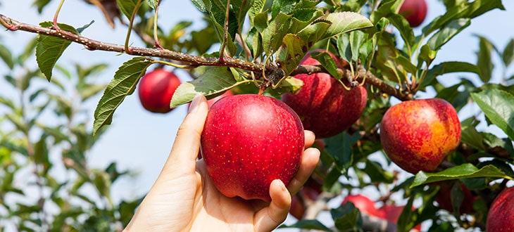 is-an-apple-a-fruit-or-vegetable-backgarden-org