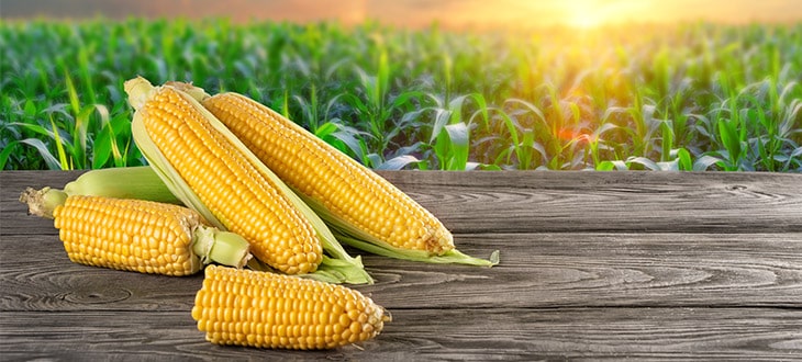 sweet corn background