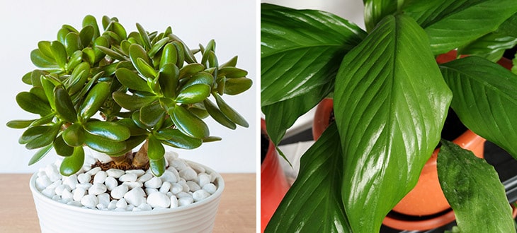 10 Plants With Waxy Leaves