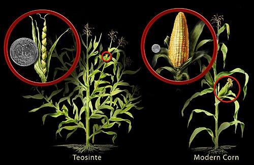 Teosinte and modern corn comparison