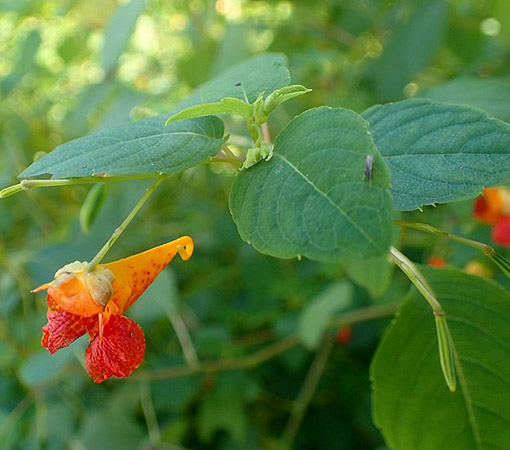 Touch-Me-Not (Impatiens Capensis)