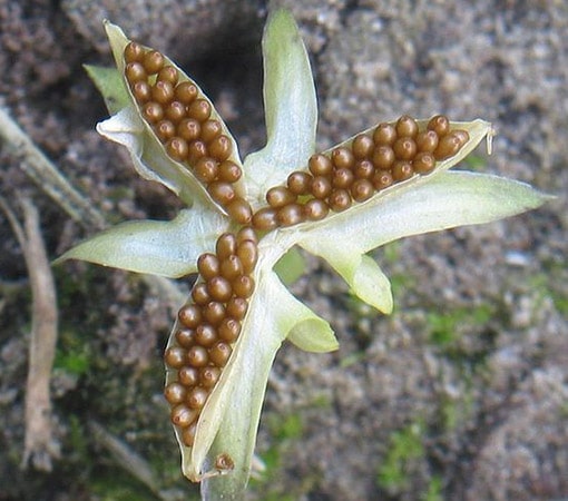 Violets seed dispersal (Viola spp.)