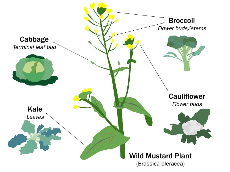 Wild mustard plant selective breeding