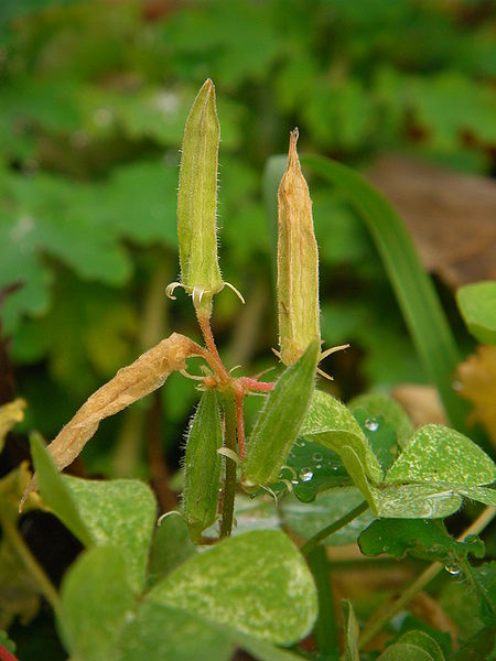 Wood Sorrels (Oxalis)