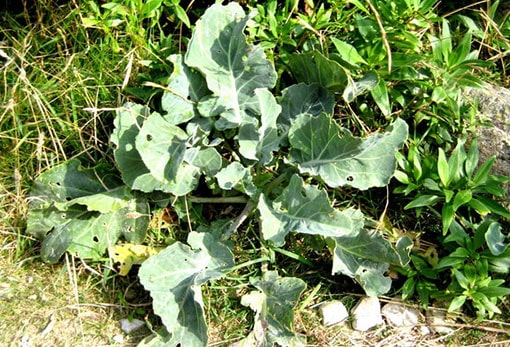 Brassica oleracea (commonly known as wild cabbage or wild mustard)