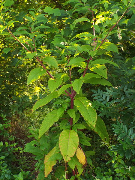 identification - Please help identify red stemmed, green and white (and  sometimes red) leafed plant - Gardening & Landscaping Stack Exchange