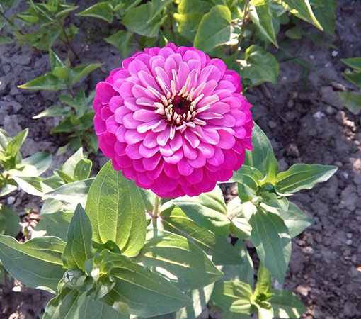 Purple Zinnia Elegans