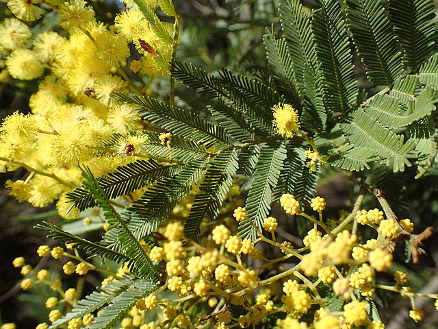 Fern-Leaved Wattle (Acacia Filicifolia)