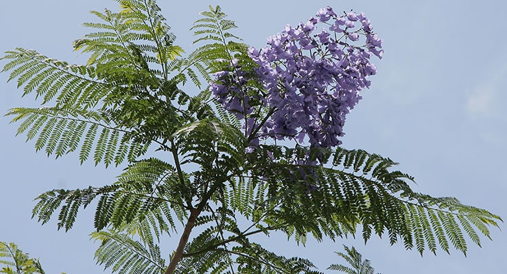 Jacaranda Mimosifolia