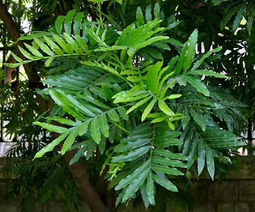 Japanese Fern Tree (Filicium Decipiens)