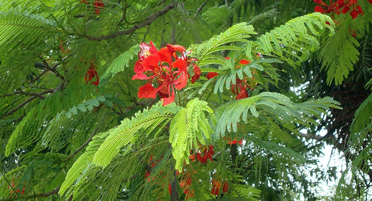 Royal Poinciana (Delonix regia)