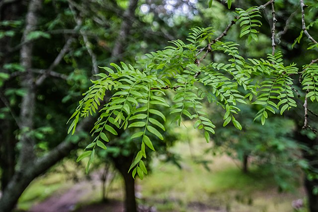 The Honey Locust (Gleditsia Triacanthos)