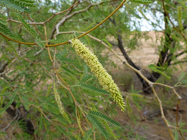 Velvet Mesquite Tree (Prosopis Velutina)