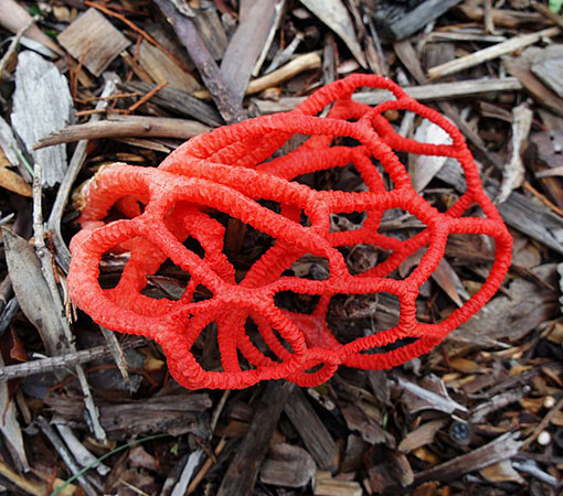 Basket stinkhorn (Clathrus ruber)