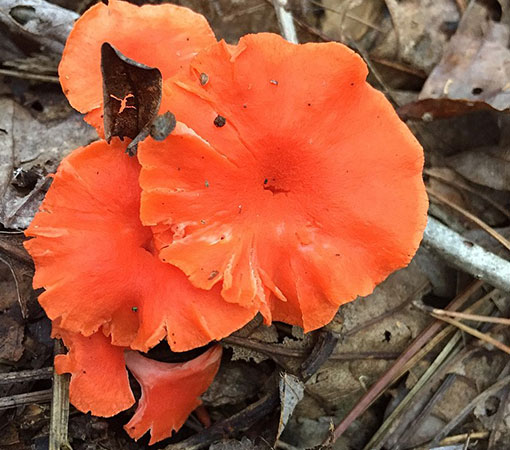 Cinnabar Red Chanterelle (Cantharellus Cinnabarinus)
