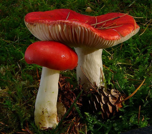 10 Red Mushroom Species (With Pictures)