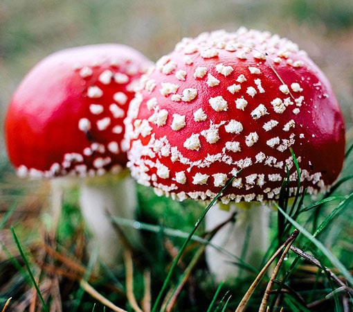 Fly Agaric (Red Amanita Muscaria)
