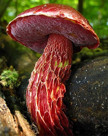 Frost’s Bolete (Butyriboletus frostii)