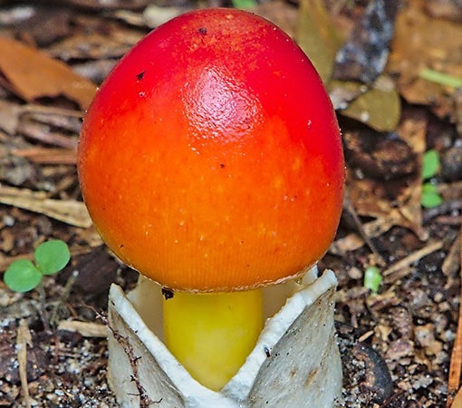 Jackson’s Slender Amanita (Amanita Jacksonii)