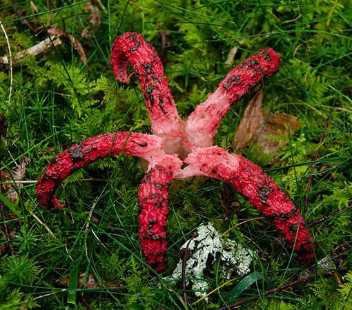 Octopus stinkhorn (Clathrus archeri)