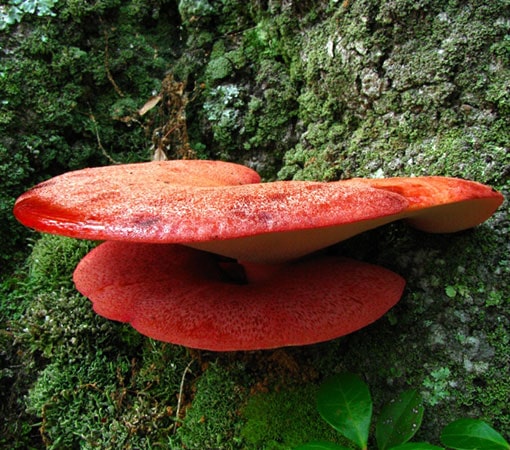 Beefsteak Fungus (Fistulina Hepatica)
