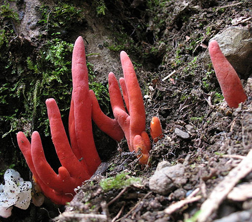 Poison Fire Coral (Podostroma cornu-damae)