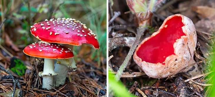 10 Red Mushroom Species