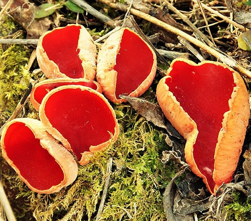 Scarlet Elf Cup (Sarcoscypha coccinea)