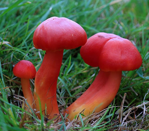 Scarlet Waxcap (Hygrocybe Coccinea)