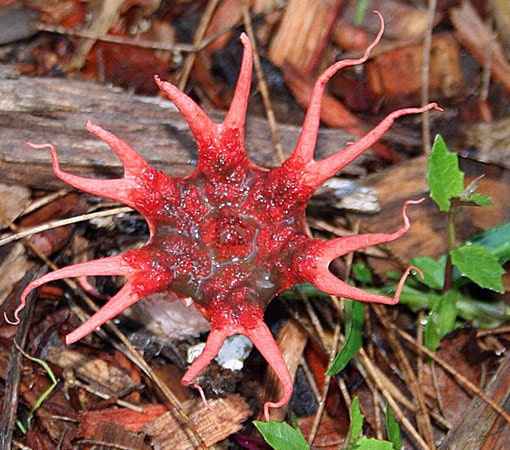 Starfish fungus (Aseroe rubra)