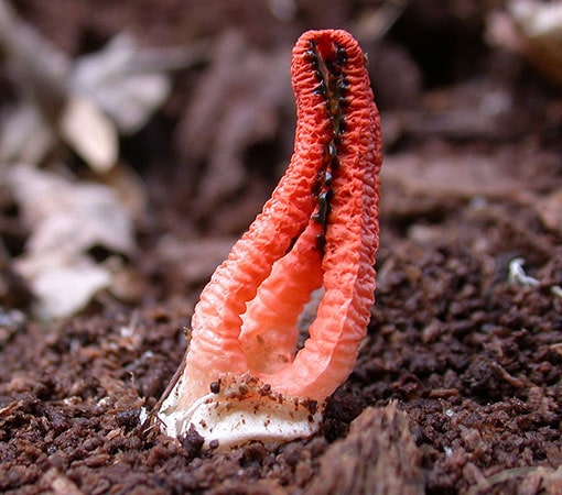 Stinky squid (Pseudocolus fusiformis)