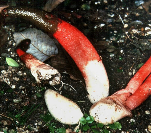The dog stinkhorn (Mutinus elegans)