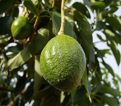 Avocado Grafting