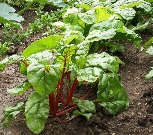 Beet