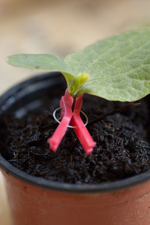 Cucumber Grafting