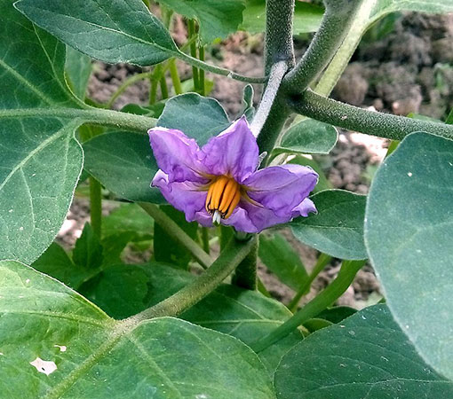 Eggplant Grafting