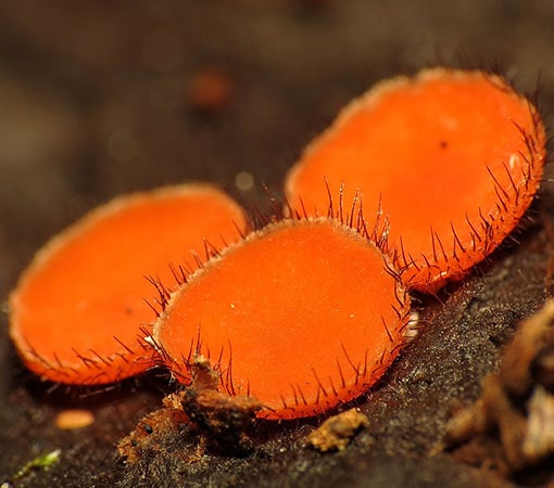 Eyelash Cup (Scutellinia Scutellata)