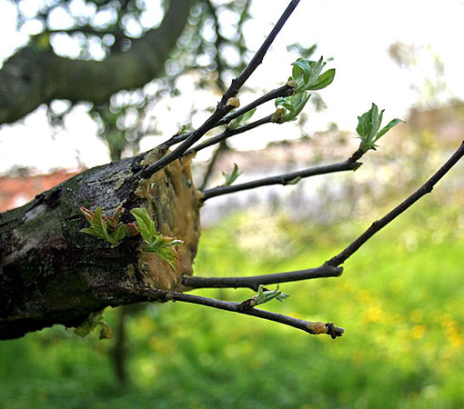 Fruit Trees Grafting