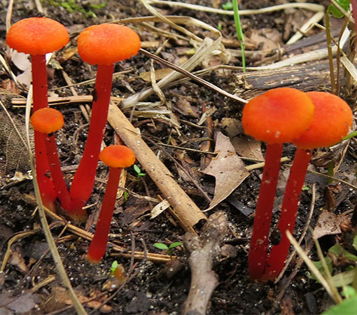 Goblet Waxcap (Hygrocybe Cantharellus)