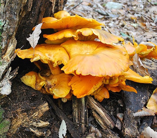 Jack-O-Lantern (Omphalotus Illudens)