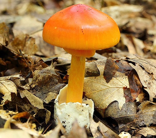 Jackson's Slender Amanita (Amanita Jacksonii)