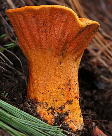 Lobster Mushroom (Hypomyces Lactifluorum)